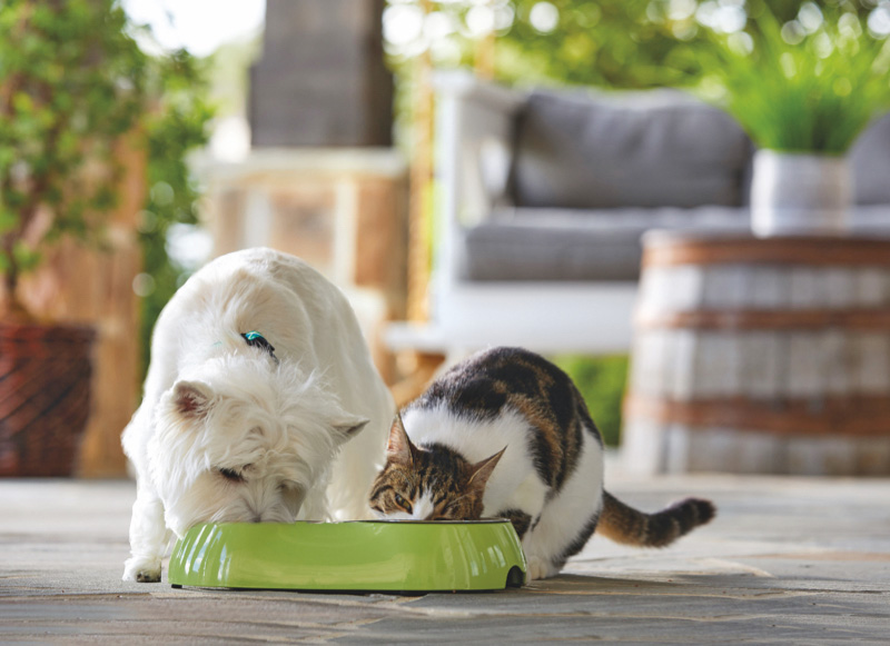Dog and Cat eating from bowls